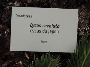 44 Affiche Cycas du Japon